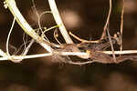 Carolina grasswort